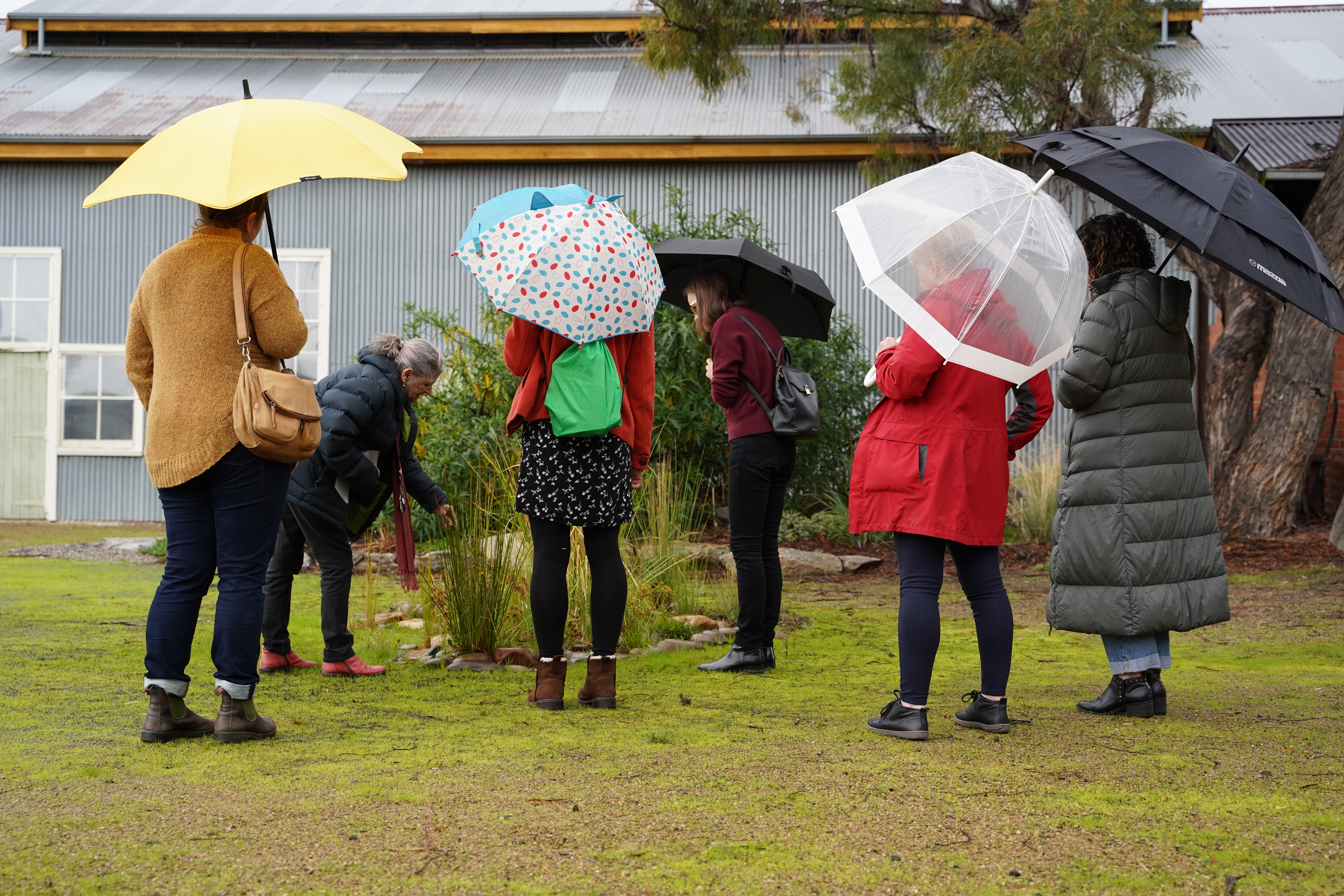 The QVMAG Aboriginal garden - a conversation