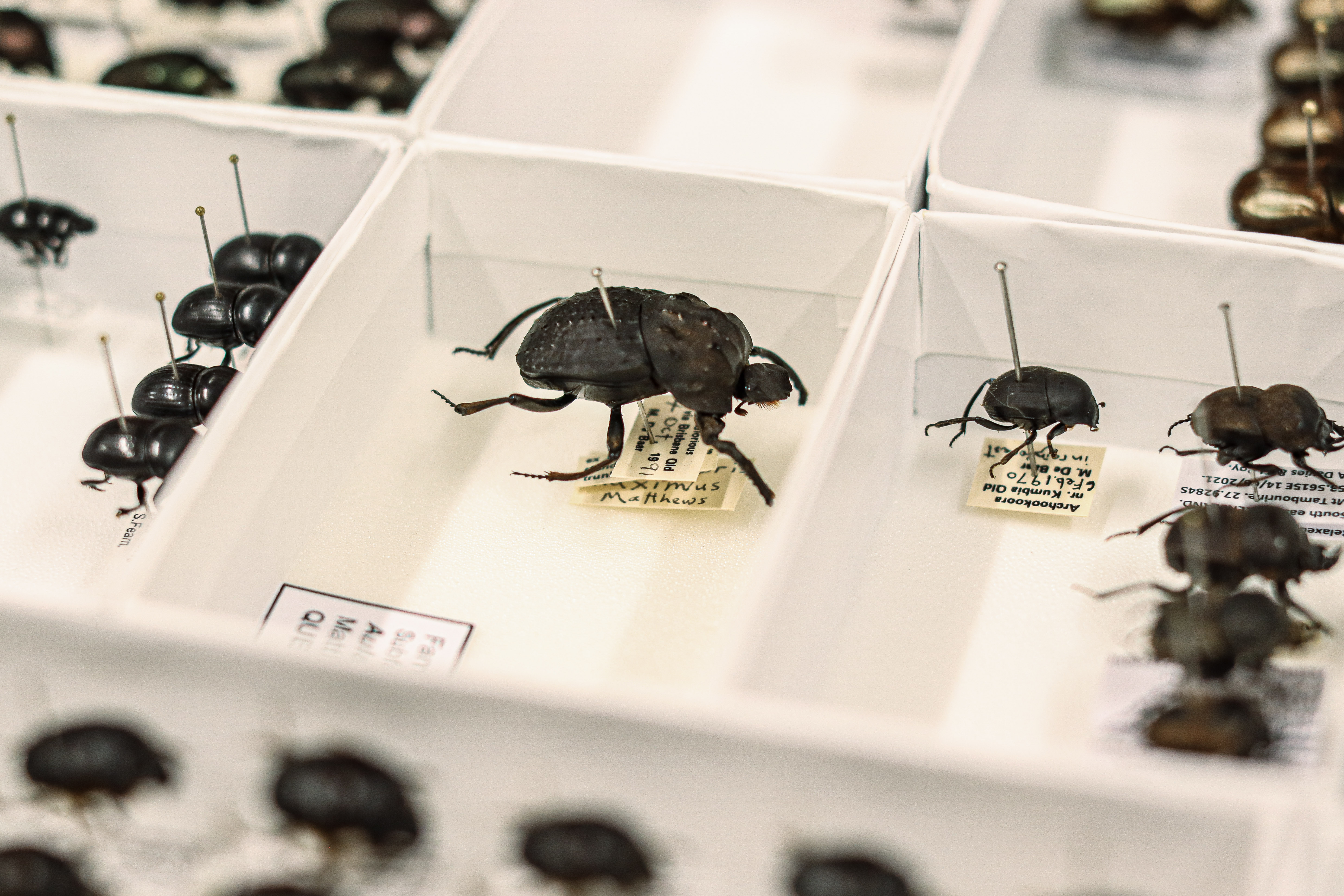 Dung beetles in the QVMAG collection