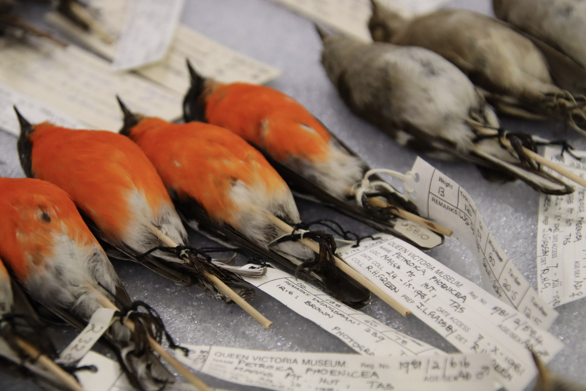 view of Bird Study Skins within the QVMAG Collection