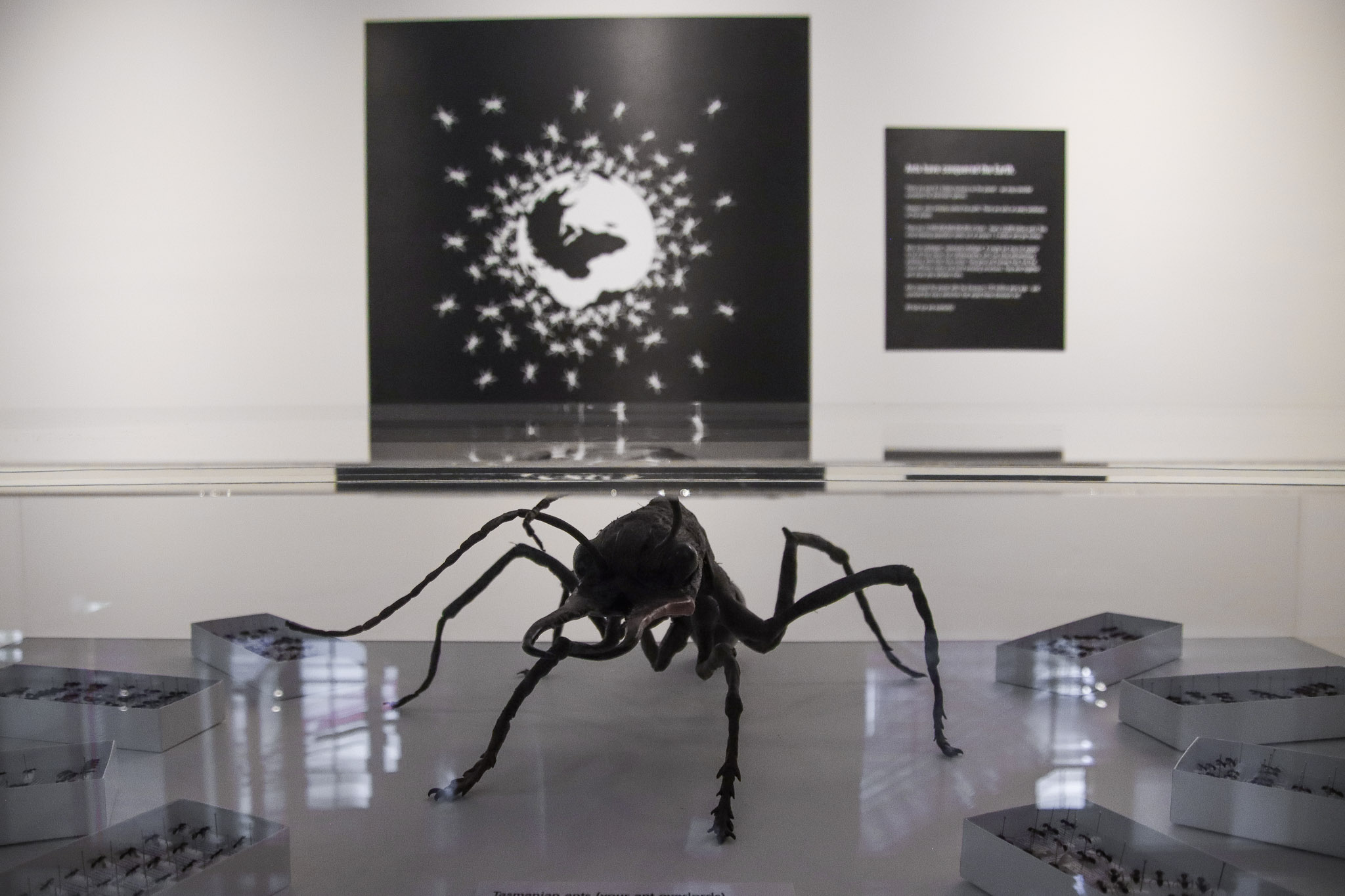 Ants display at the Mind Blown exhibition